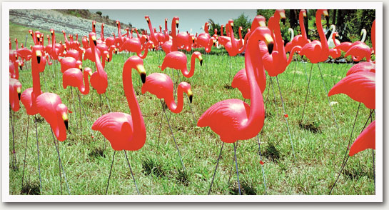 main_flamingo